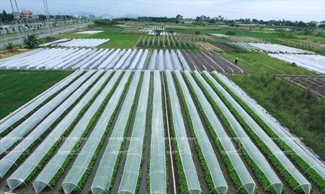 Experts: Room for technological use in agriculture remains huge ảnh 1