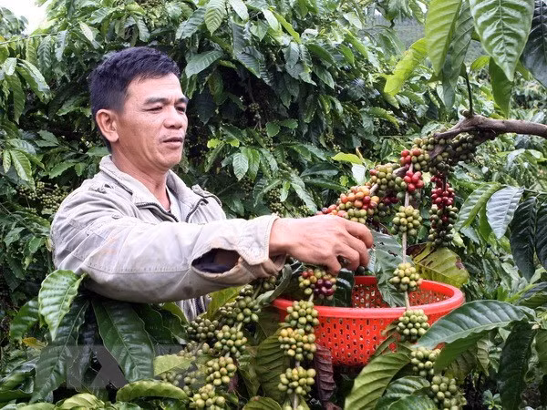 Vietnam seeks to increase value of coffee products ảnh 1