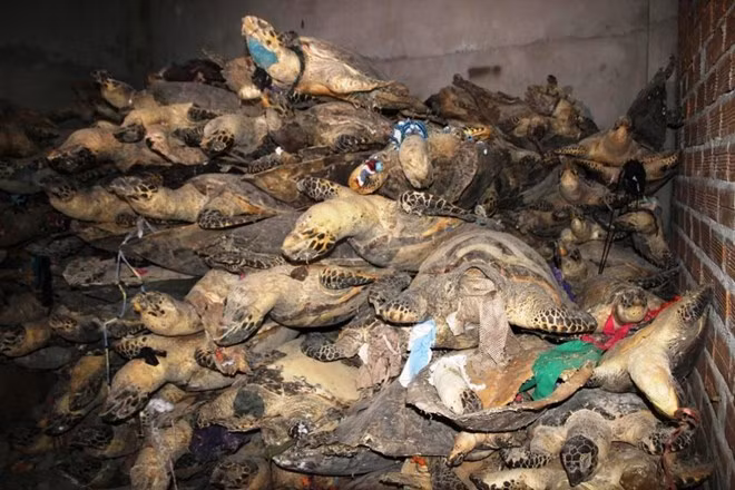 Vietnam strengthens protection of rare sea turtles ảnh 2
