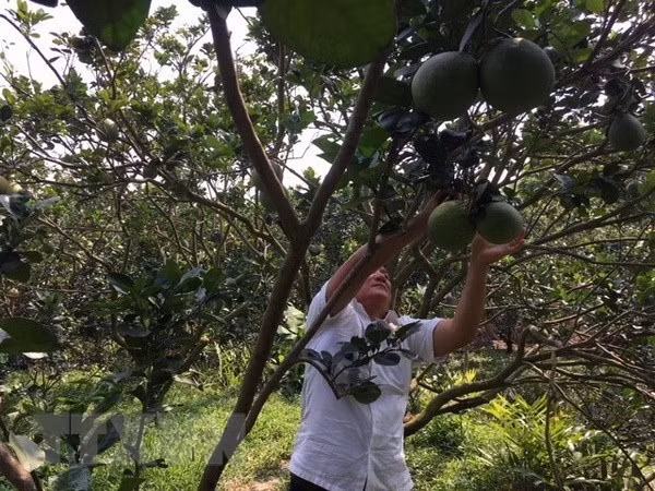 Technological application crucial to agriculture ảnh 1