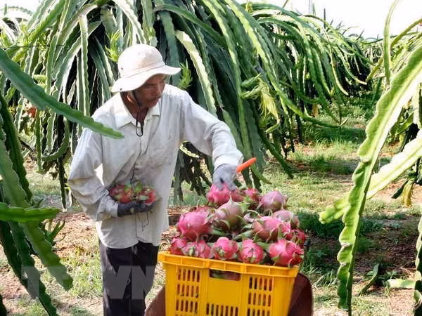 Tien Giang to expand dragon fruit growing area ảnh 1