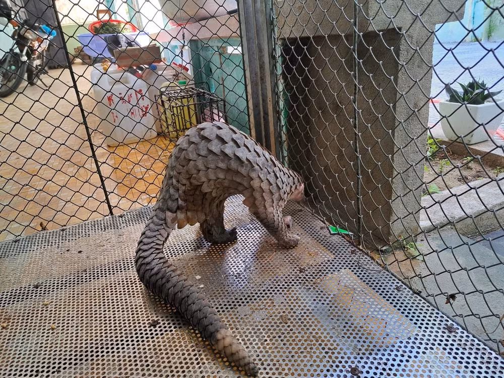 Endangered sunda pangolin released into wild in Thua Thien-Hue ảnh 1