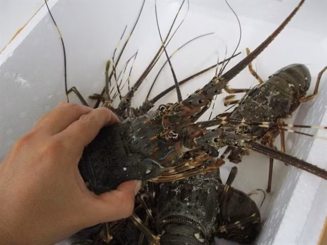 Vietnam records lobster export growth in H1 ảnh 1