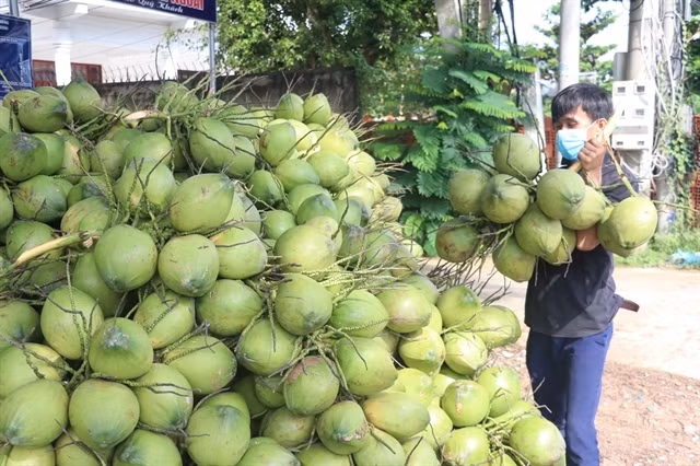 Ben Tre seeks ways to boost coconut product export ảnh 1