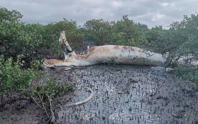 Massive whale carcass washed ashore in Quang Ninh ảnh 1