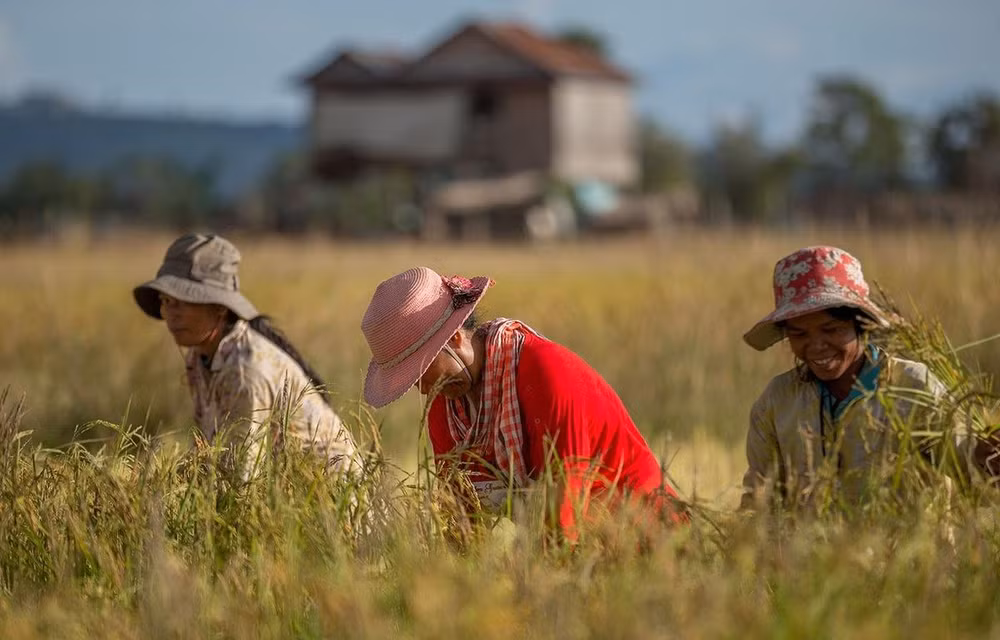 Cambodia’s rice export up 16% in H1 ảnh 1