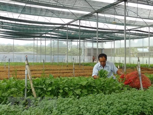 Quang Tri lures 160 billion VND in hi-tech agriculture ảnh 1 Quang Tri lures 160 billion VND in hi-tech agriculture ảnh 1