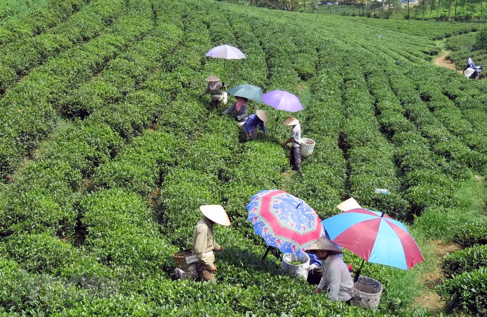 Festival promotes Thai Nguyen’s tea products ảnh 1