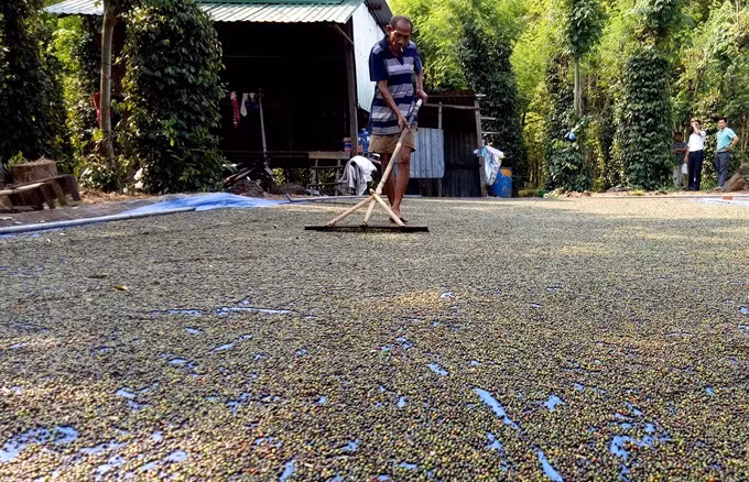 Vietnam’s pepper industry about to burst ảnh 1 Vietnam’s pepper industry about to burst ảnh 1
