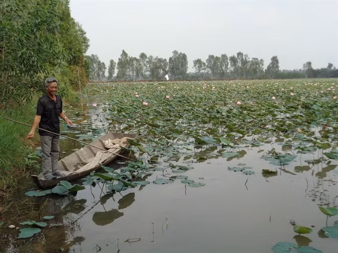 Lotus farm-tourism model faces market hurdles in Mekong ảnh 2