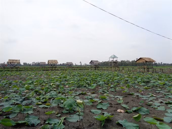 Lotus farm-tourism model faces market hurdles in Mekong ảnh 1
