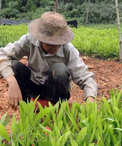 Lang Son launches tree-planting campaign ảnh 1