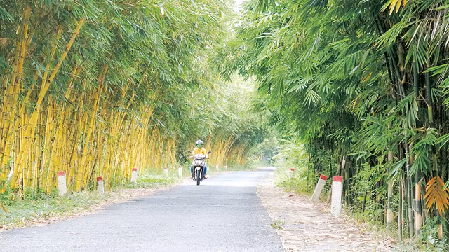 Vietnamese bamboo species conserved in Dong Thap province ảnh 1