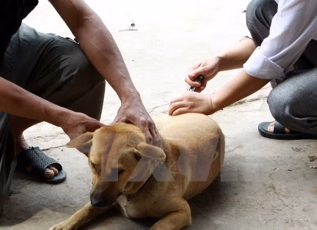 Dog registration still low in Hanoi ảnh 1 Dog registration still low in Hanoi ảnh 1
