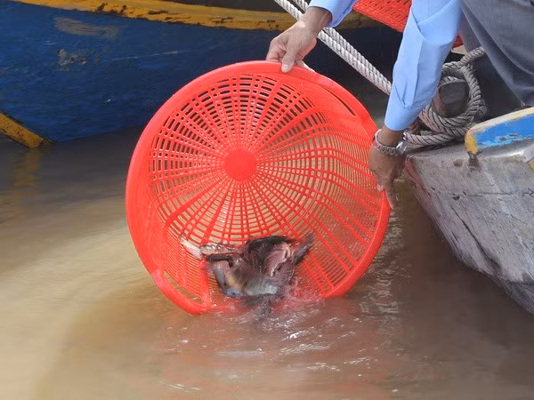 Hanoi: Mass fish release to Red River on Tet festival ảnh 1