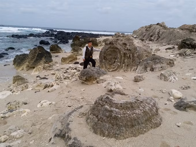 Unique coral reef found on Ly Son ảnh 1
