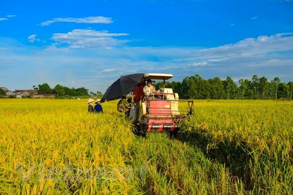 Made-in-Vietnam varieties cover 59 percent of rice fields ảnh 1