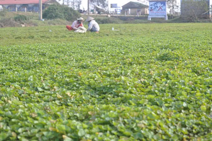 Gotu Kola plant earns Hue farmers a decent life ảnh 1