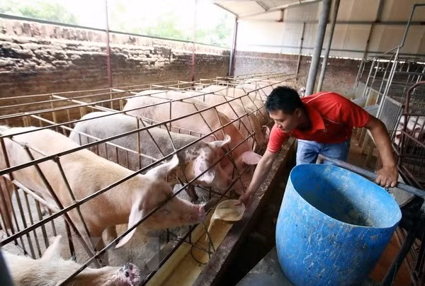 Farmers struggle to treat pig waste ảnh 1 Farmers struggle to treat pig waste ảnh 1