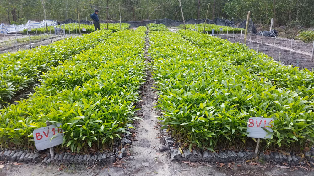 Thua Thien-Hue shifts to biodegradable seedling bags ảnh 1