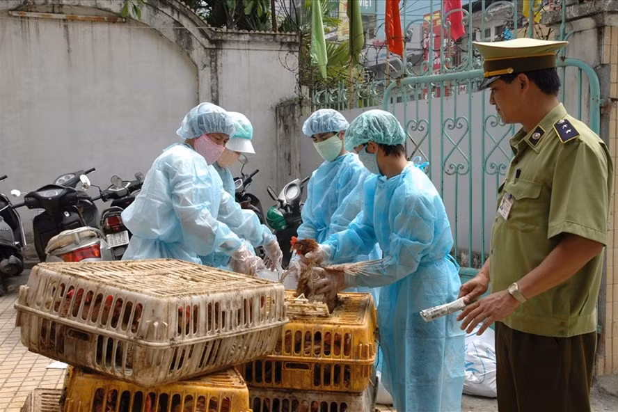 Hai Phong culls 3,000 bird-flu affected poultry ảnh 1