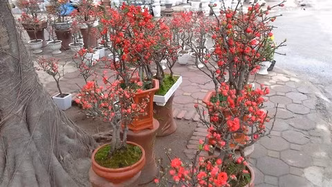 Vietnam imports flowers worth 18 million USD for Tet ảnh 1 Vietnam imports flowers worth 18 million USD for Tet ảnh 1
