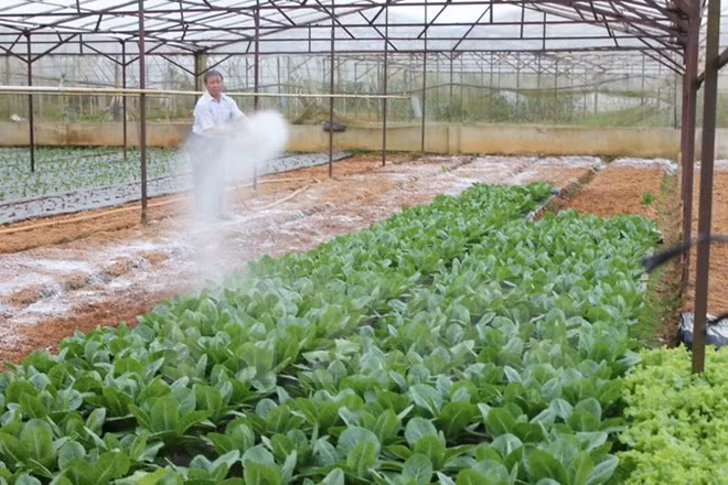 JICA helps develop farm product value chain ảnh 1