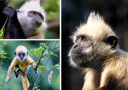 Several primate species teeter toward extinction ảnh 1