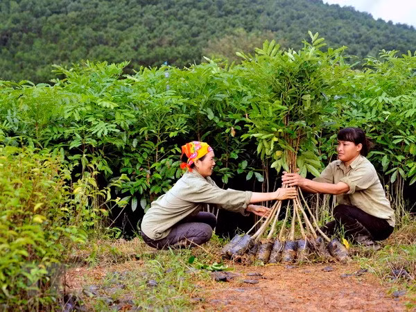 Quang Tri plants over 7,200 ha of concentrated forest ảnh 1