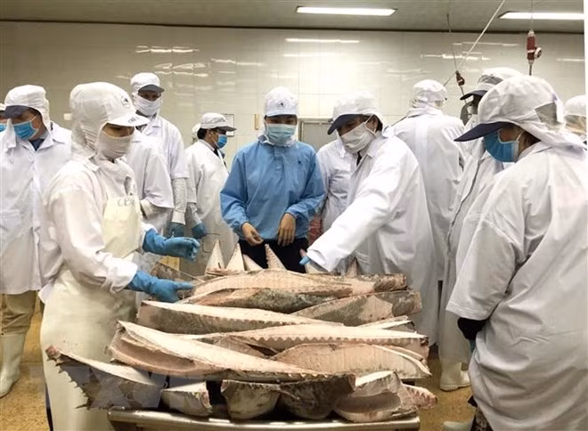 VASEP talks about EP fisheries committee’s IUU fact-finding tour ảnh 1