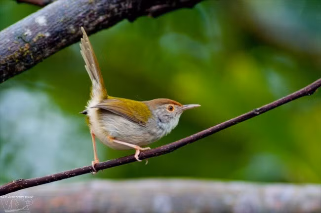 Bai Tu Long National Park conserves rich biodiversity values ảnh 1
