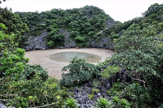 Bai Tu Long National Park conserves rich biodiversity values ảnh 2