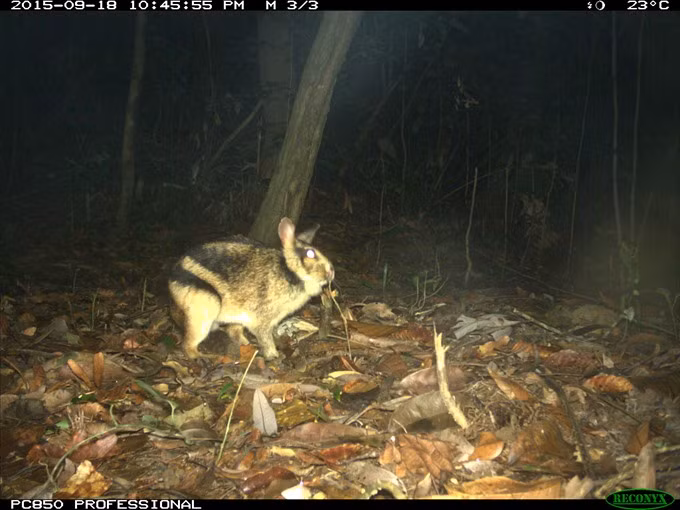 First insight into the ecology of an elusive and threatened rabbit ảnh 1