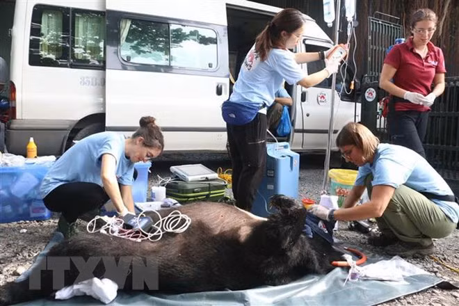 More captive bear sent to sanctuary ảnh 1