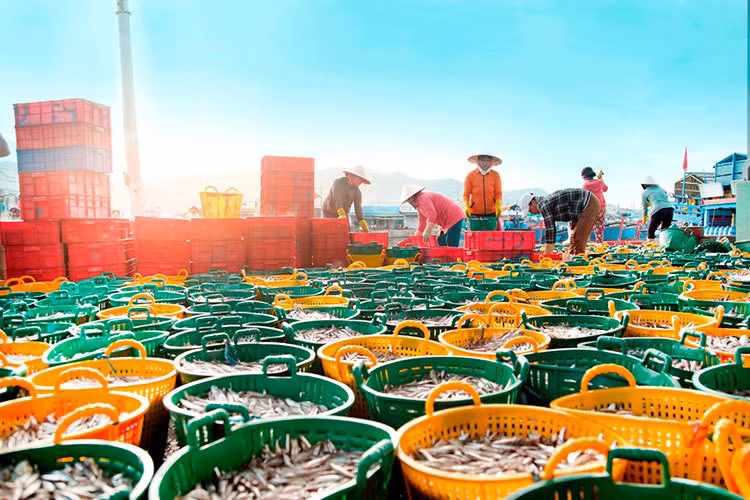 Ninh Thuan reports 7.4% increase in seafood catch in H1 ảnh 2 Ninh Thuan reports 7.4% increase in seafood catch in H1 ảnh 2