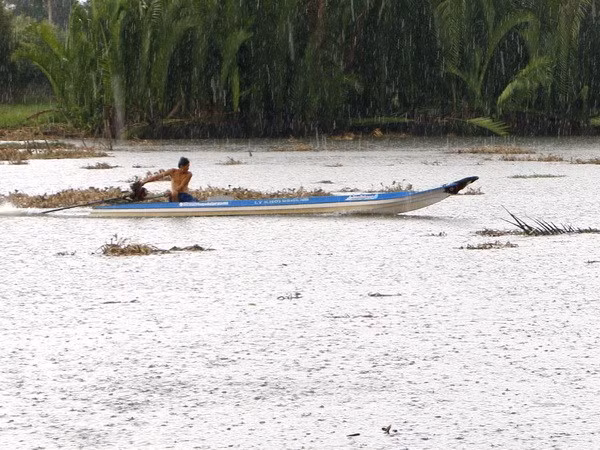 Early summer rain alleviates saltwater in Hau Giang ảnh 1