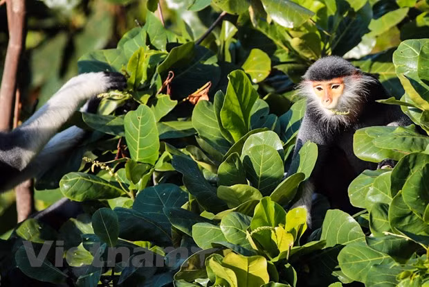 Son Tra Peninsula – Green kingdom of “Queen of primates” ảnh 1