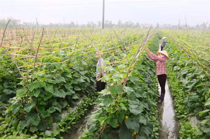 Organic produce becoming popular, lucrative ảnh 1