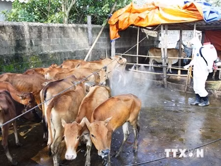Vietnam proactive in preventing animal disease spread ảnh 1