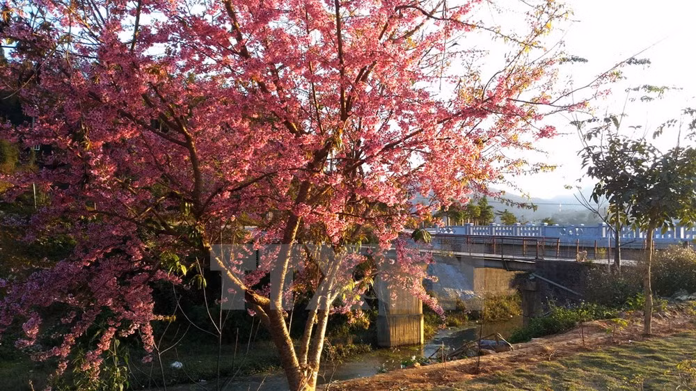 Japanese cherry trees take root in Da Nang ảnh 1