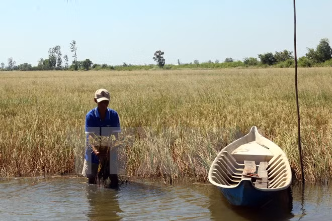 Mekong Delta: Salt intrusion a once-in-a-century disaster ảnh 2