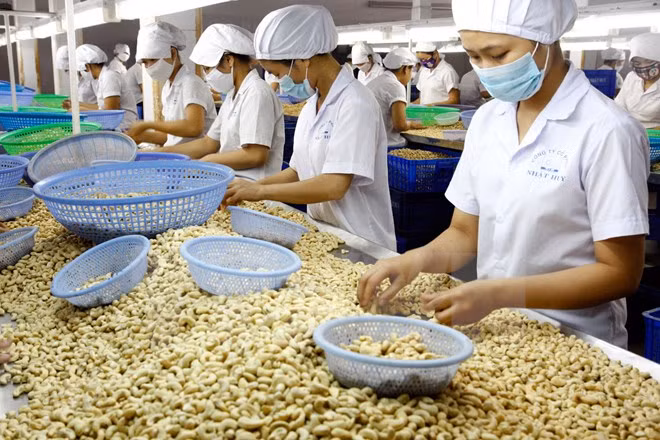 Binh Phuoc, Ivory Coast cooperate in cashew sector ảnh 1 Binh Phuoc, Ivory Coast cooperate in cashew sector ảnh 1