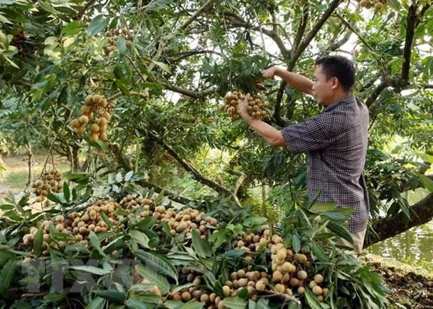 2019 Hung Yen longan week opens in Hanoi ảnh 1 2019 Hung Yen longan week opens in Hanoi ảnh 1