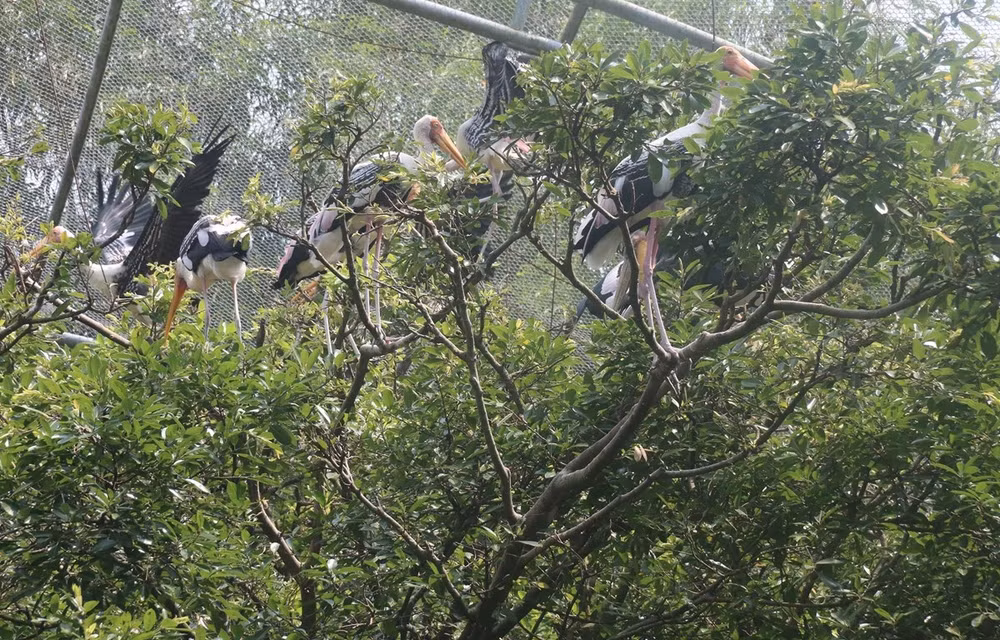 Government program takes flight to protect migratory birds ảnh 1