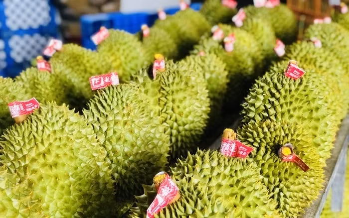 Durian emerging as 'golden fruit' among Vietnam's exports ảnh 1