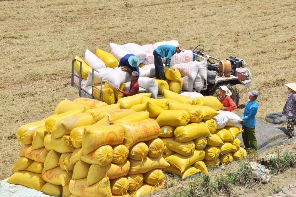 Ministry building long-term strategy on rice exports, market stabilisation: official ảnh 2 Ministry building long-term strategy on rice exports, market stabilisation: official ảnh 2
