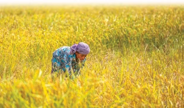 Cambodia, Indonesia agree on rice trade cooperation ảnh 1