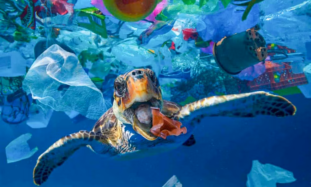 Vietnam, Japan cooperate in ocean waste management ảnh 1