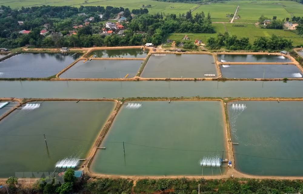 Long An targets at least 60,000 tonnes of aquaculture production ảnh 2