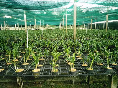 HCM City set to become high-quality agriculture hub by 2030 ảnh 1